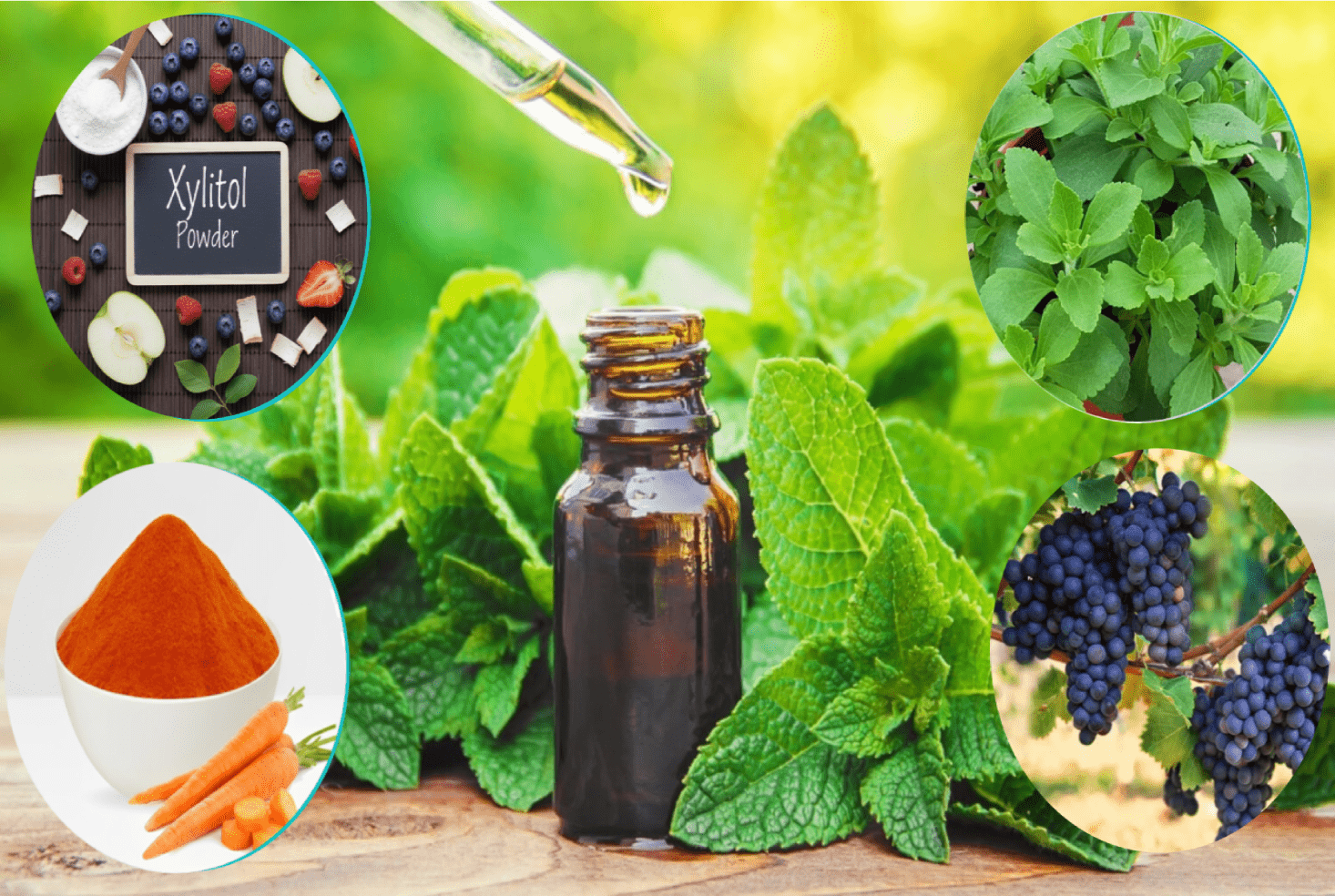 BioDentex Natural Ingredients Banner